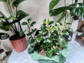 Peperomia – Jardín en Contenedor Decorativo