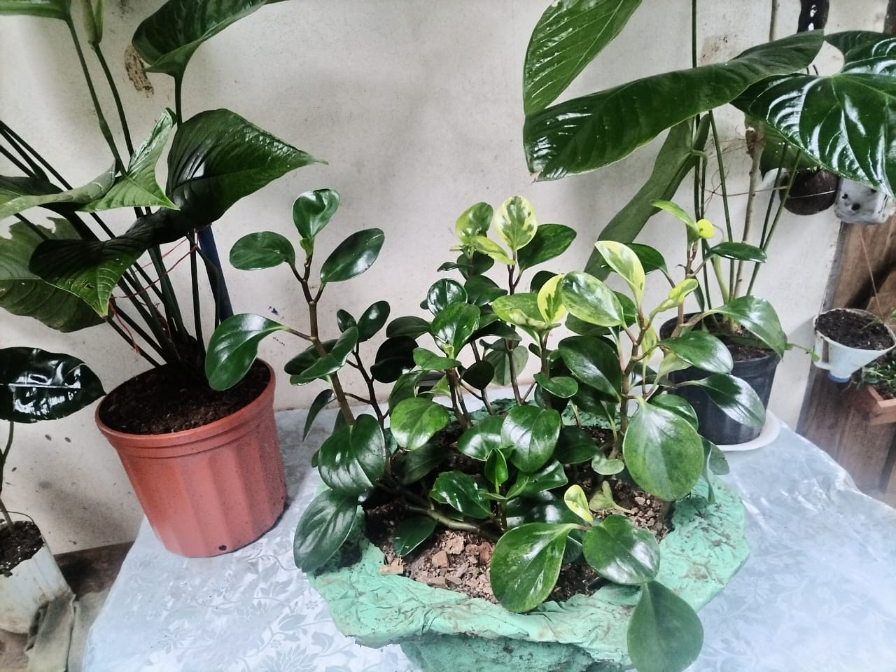 Peperomia – Jardín en Contenedor Decorativo