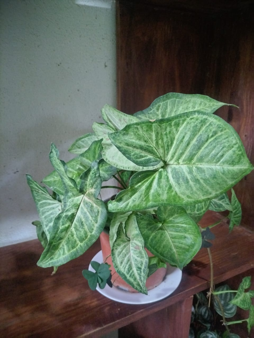 Syngonium Variegado (Syngonium podophyllum)