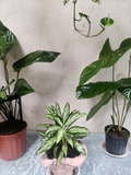 Aglaonema Silver Bay – Hojas Plateadas y Verdes