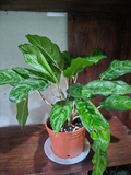 Aglaonema Variegada (Aglaonema commutatum)