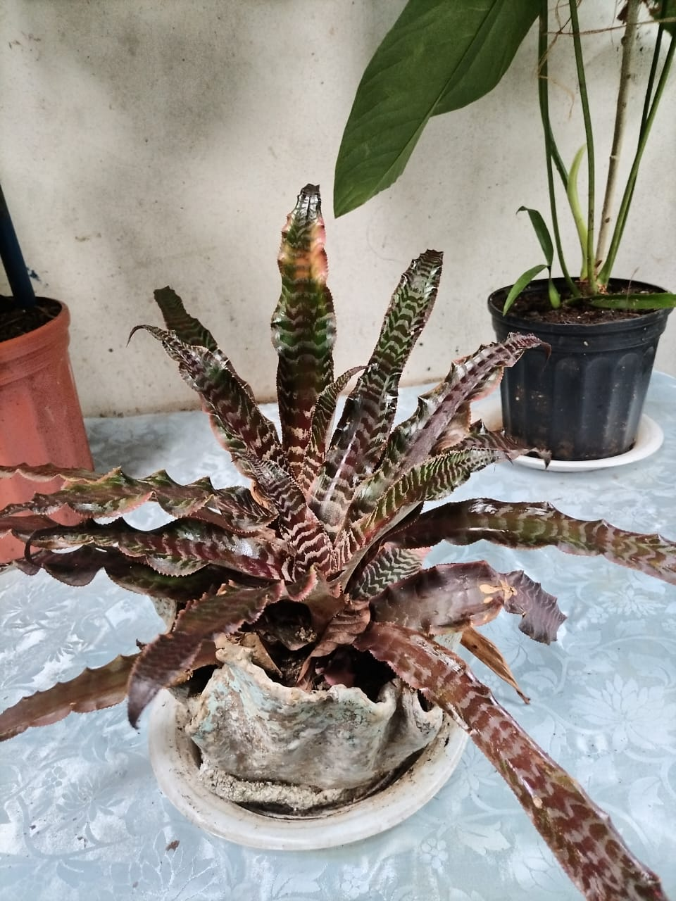 Bromelia Neoregelia – Follaje Atigrado Marrón y Verde