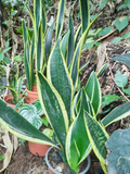 Sansevieria – Lengua de Suegra con Bordes Amarillos