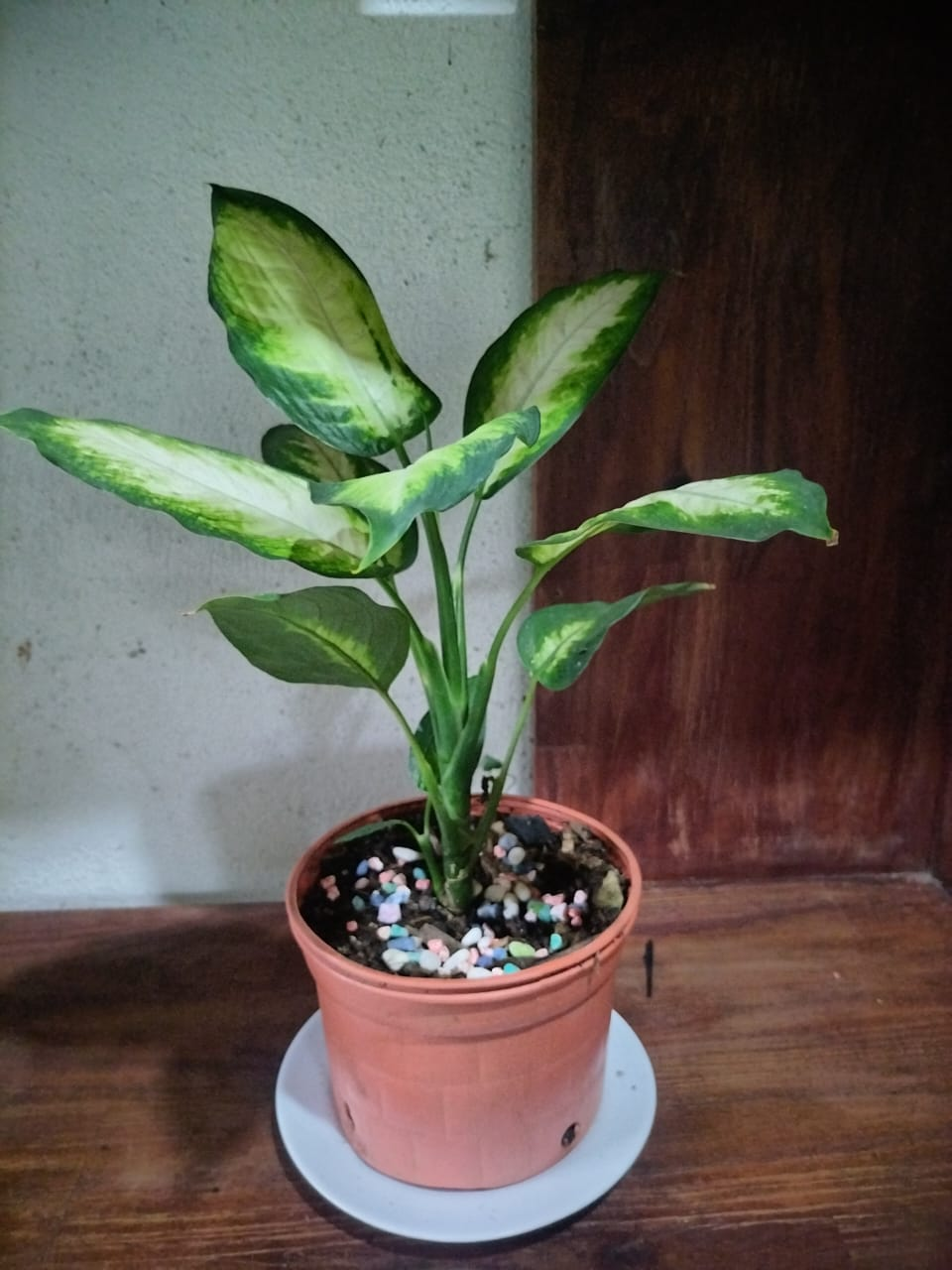 Dieffenbachia Variegada (Dieffenbachia seguine)