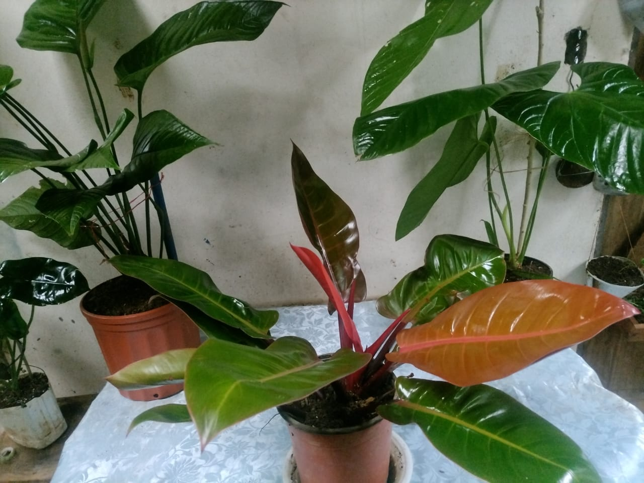 Philodendron Prince of Orange