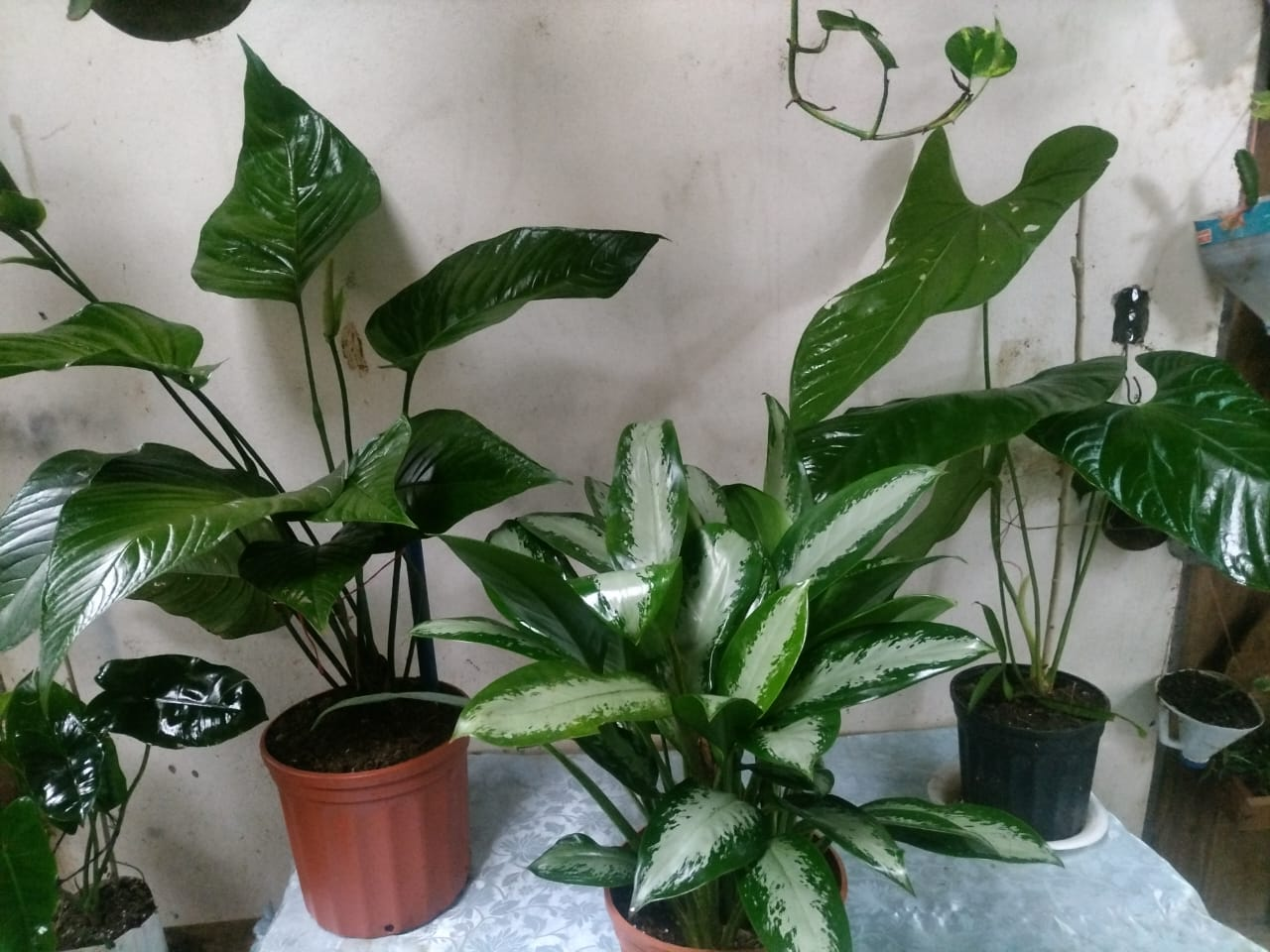 Aglaonema – Chinese Evergreen