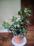 Peperomia Caperata (Peperomia Rizada)