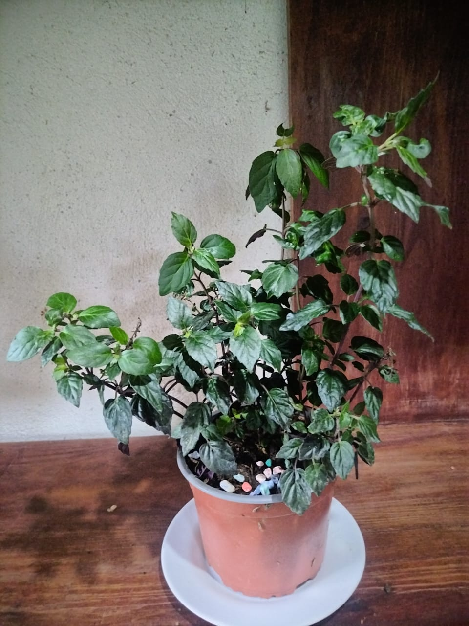 Peperomia Caperata (Peperomia Rizada)