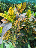 Croton Petra (Codiaeum variegatum 'Petra')