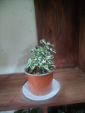 Ficus Pumila Variegado (Ficus trepador)