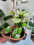 Peperomia Variegada – Planta Colgante de Interior