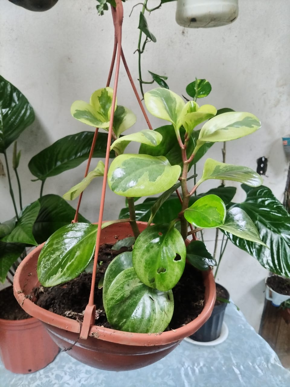 Peperomia Variegada – Planta Colgante de Interior