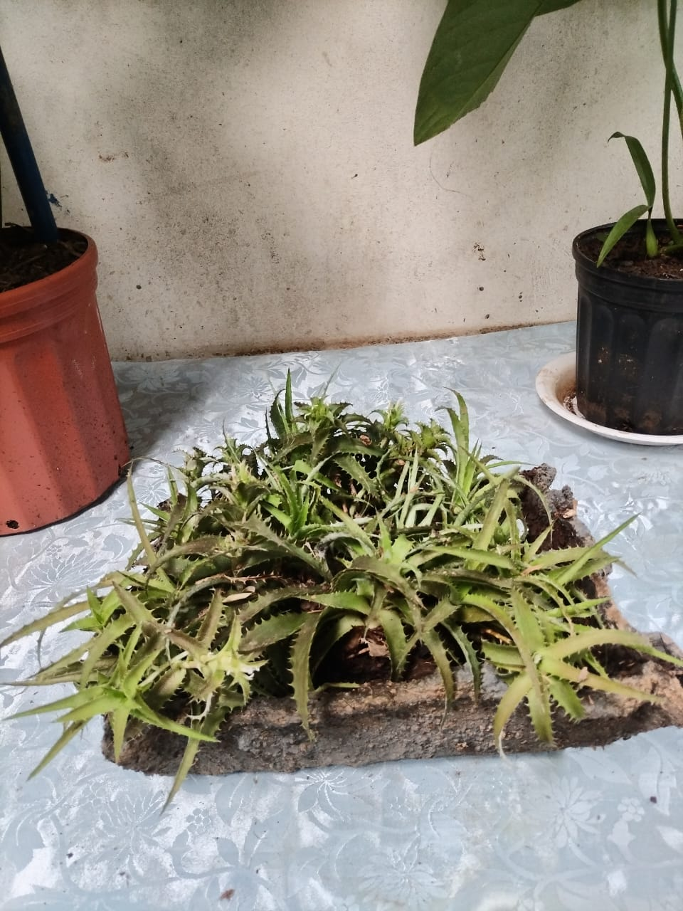 Cryptanthus – Estrellas de la Tierra en Tabla de Madera