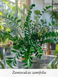 Zamioculcas zamiifolia (ZZ Plant)