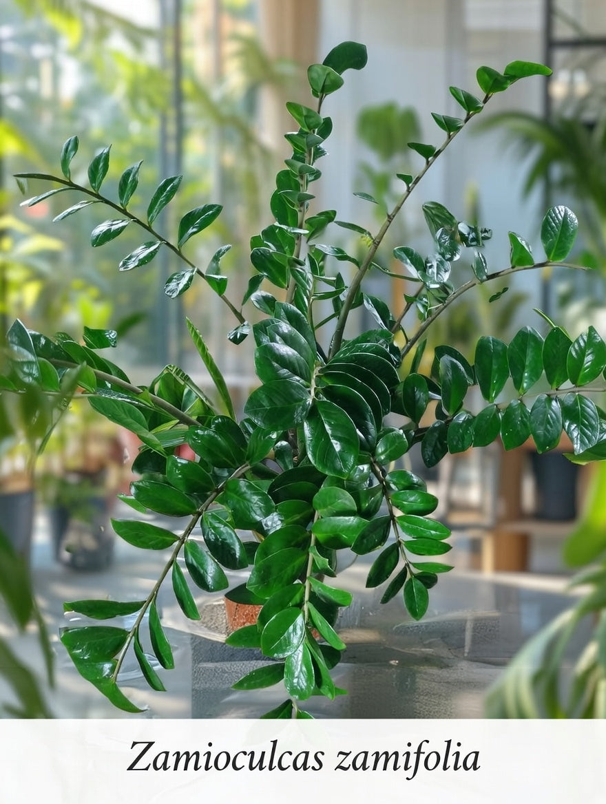 Zamioculcas zamiifolia (ZZ Plant)