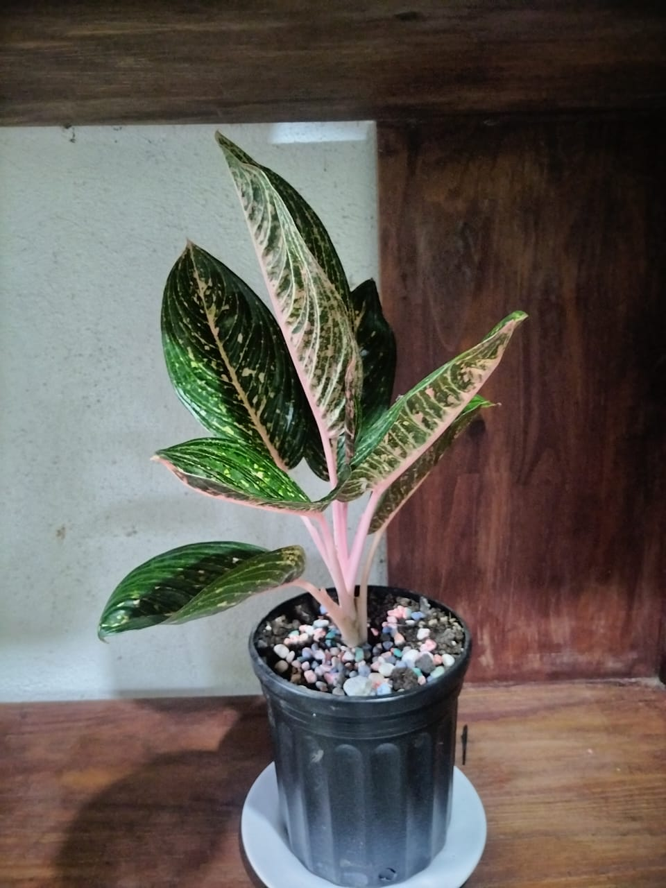 Aglaonema Rosada (Aglaonema Pink)
