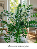Zamioculcas Zamifolia (Planta ZZ)
