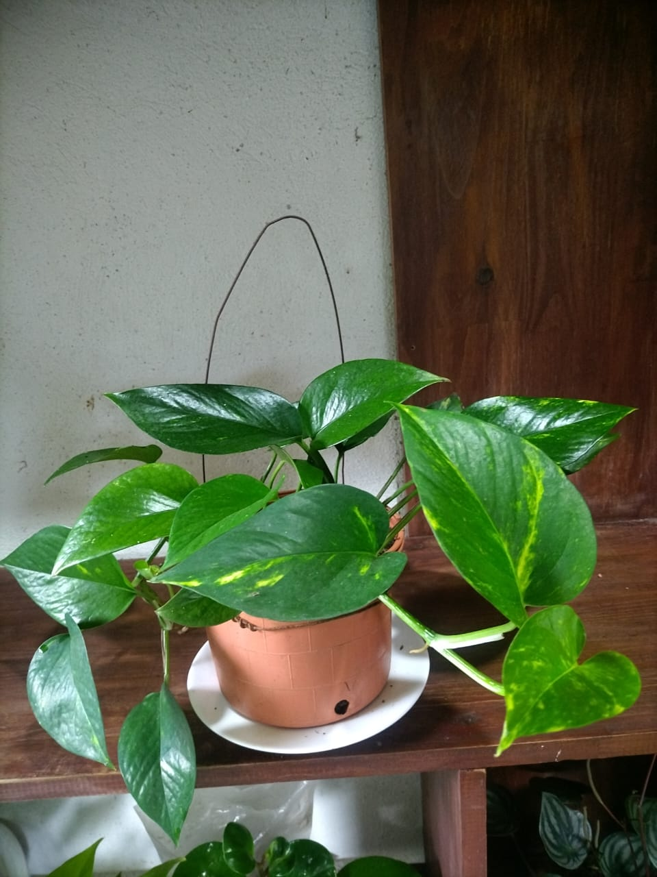 Pothos Colgante Pequeño (Epipremnum aureum)