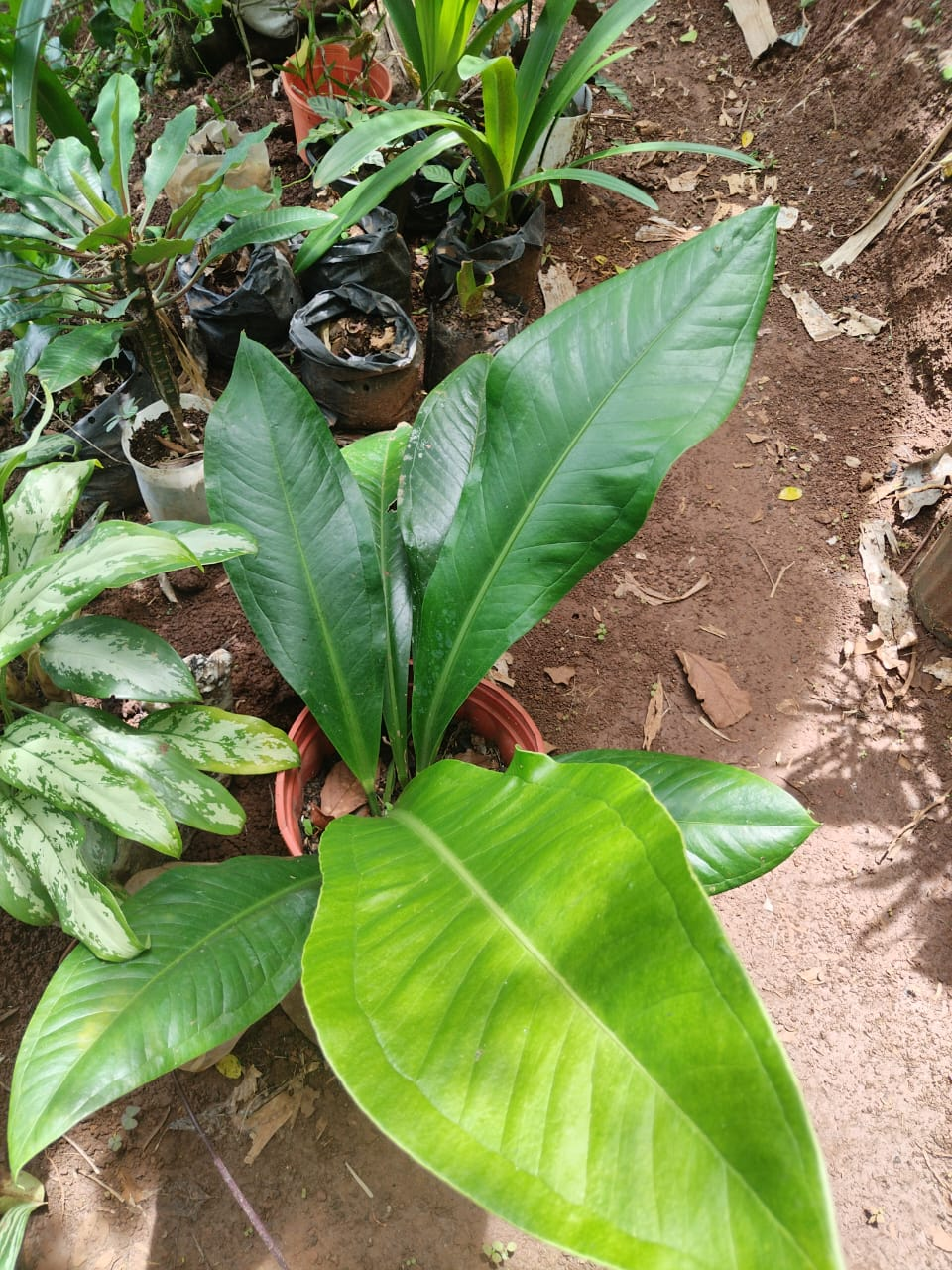 Tabacón Anturium – Follaje Tropical de Hojas Largas