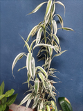 Dracaena fragrans 'Warneckii' (Dracena variegada)