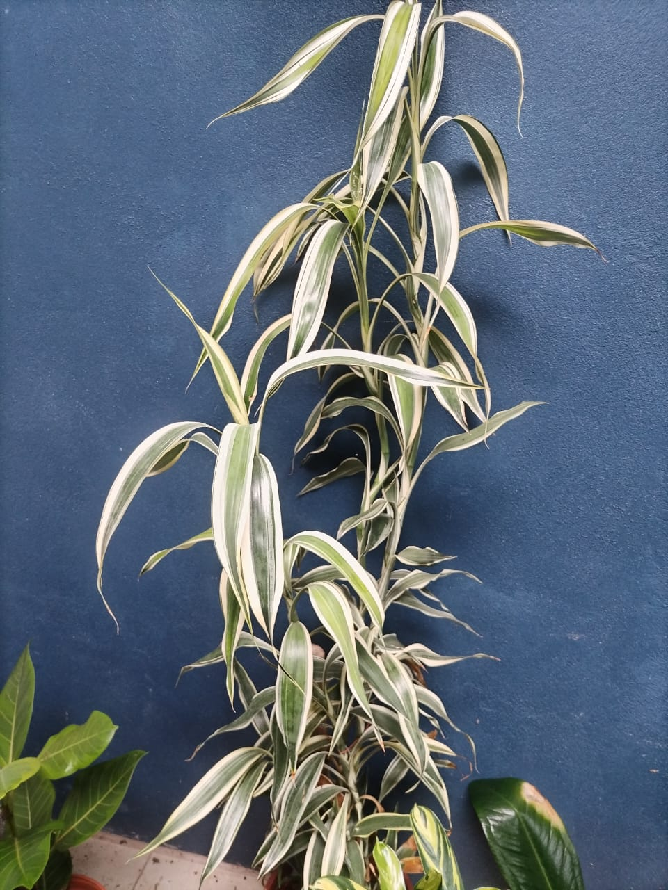 Dracaena fragrans 'Warneckii' (Dracena variegada)