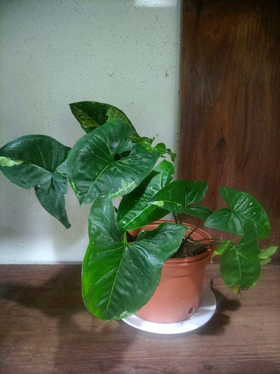 Syngonium Hoja Grande (Syngonium podophyllum)