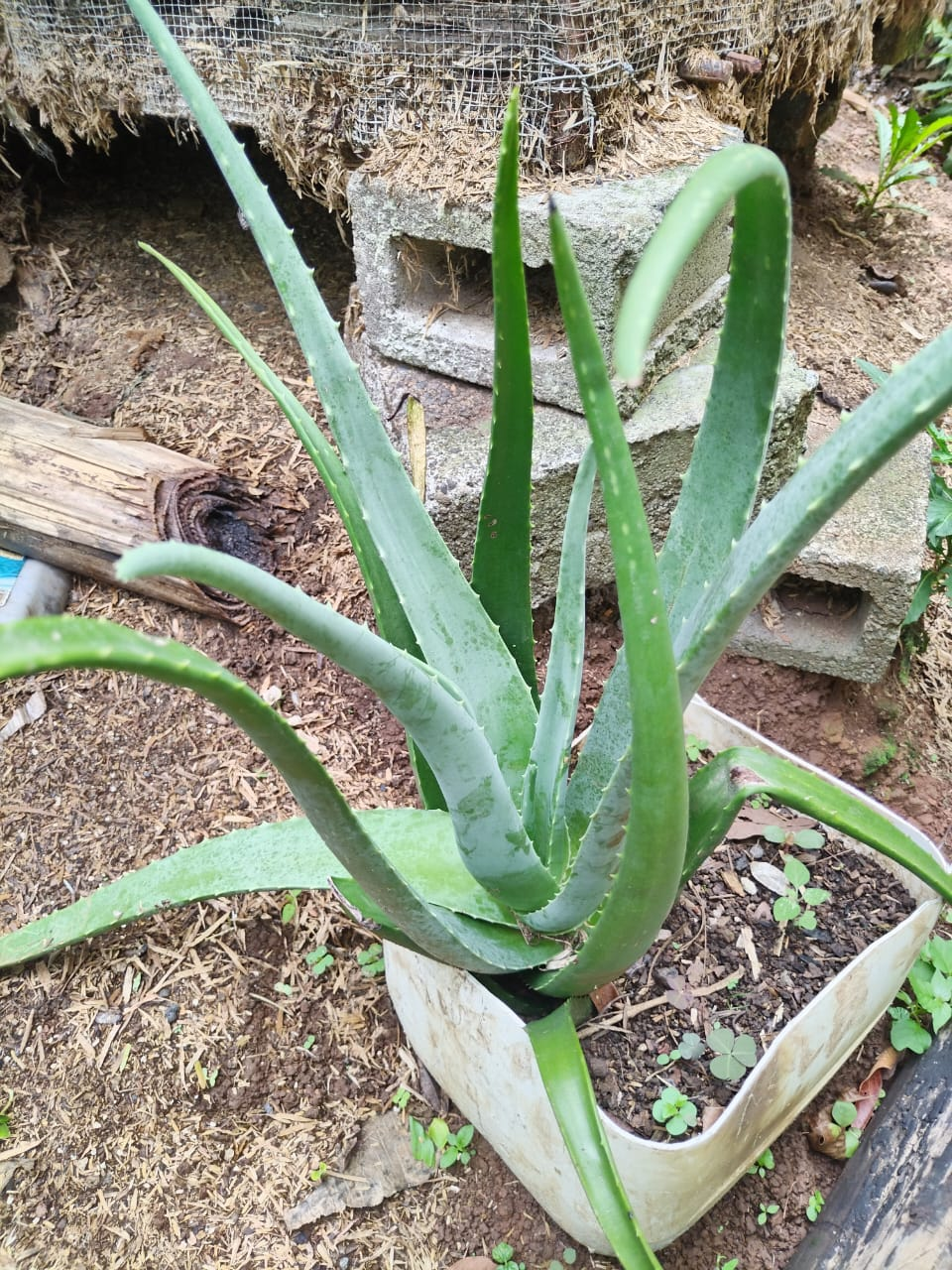 Aloe Vera Grande – Aloe Barbadensis Miller