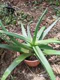 Aloe Vera Compacto – Planta Medicinal en Maceta