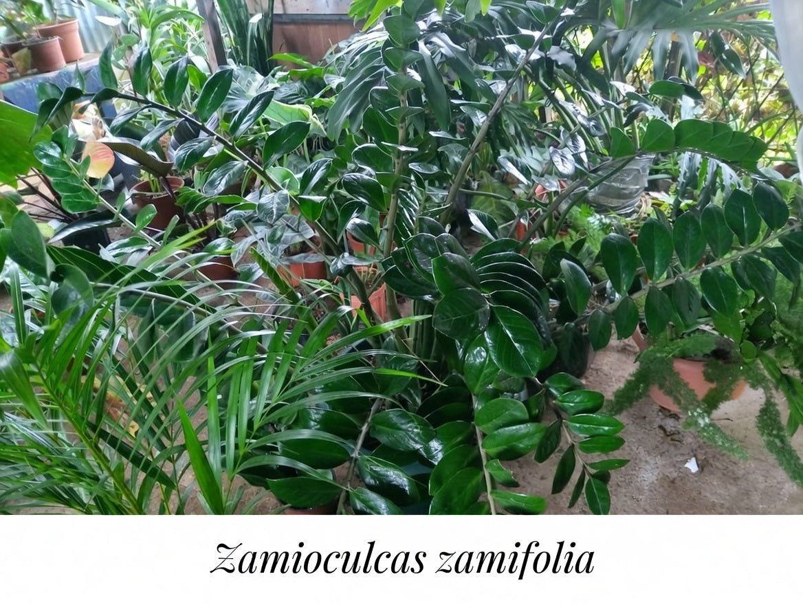 Zamioculcas caseras