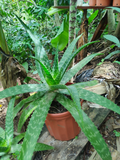 Aloe Vera Moteado – Aloe Barbadensis en Maceta