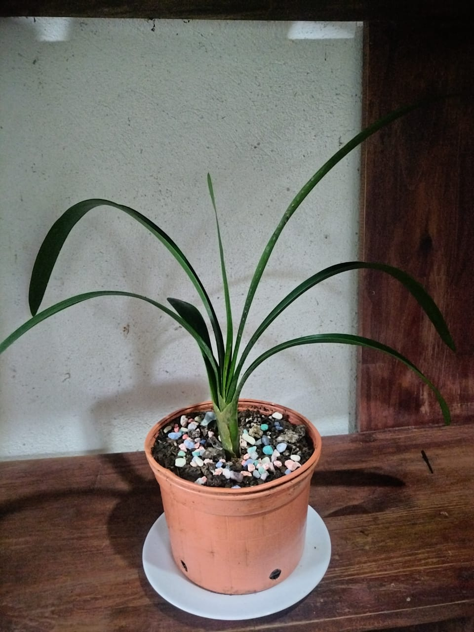 Clivia miniata (Clivia)