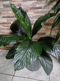Spathiphyllum – Cuna de Moisés