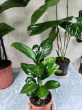 Aglaonema – Hoja Verde Oscura con Venas Plateadas