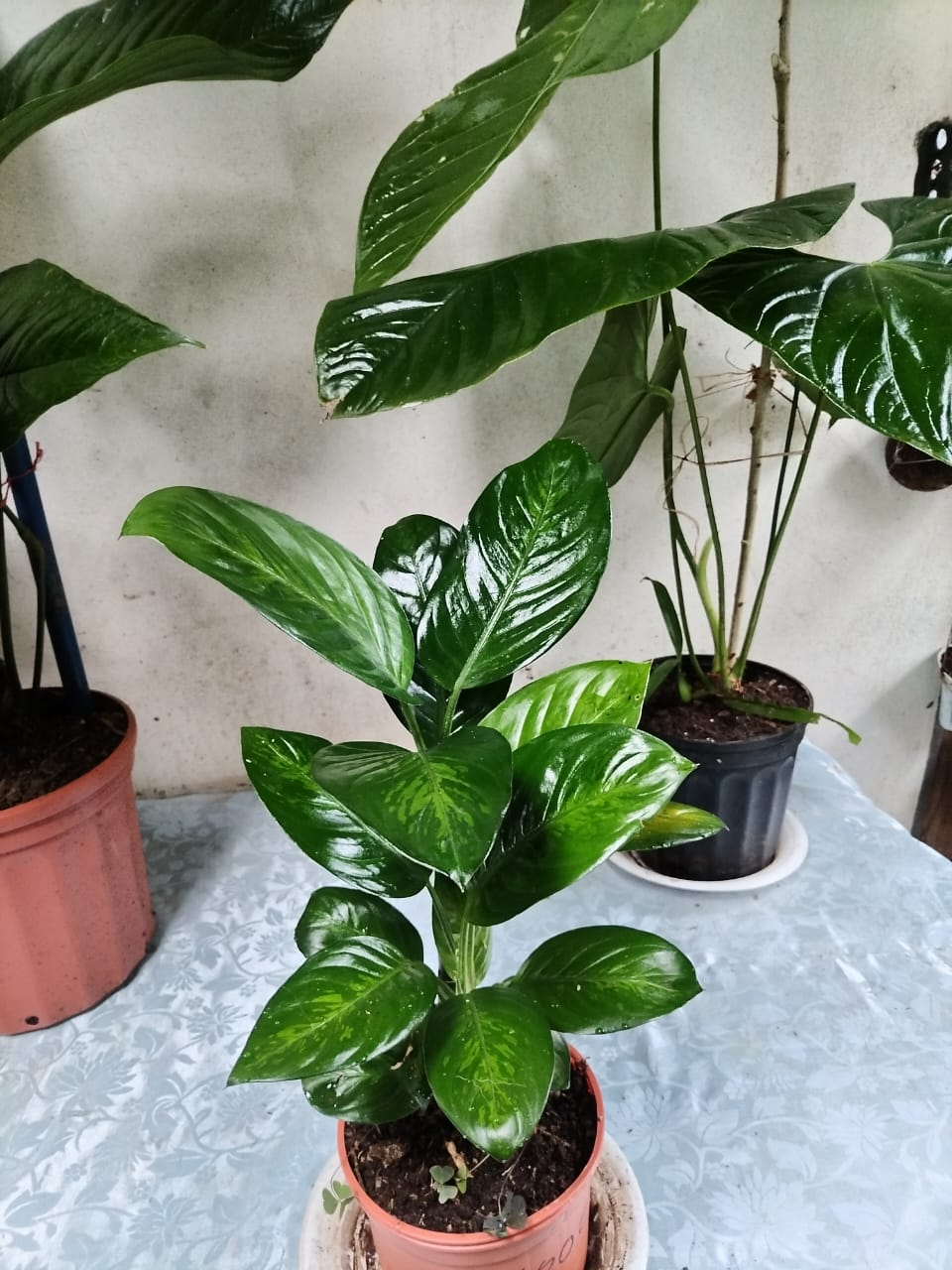 Aglaonema – Hoja Verde Oscura con Venas Plateadas