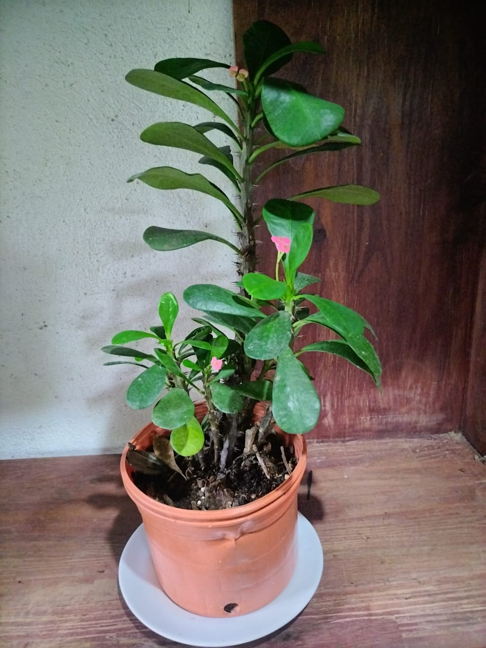 Euphorbia milii (Corona de Cristo)