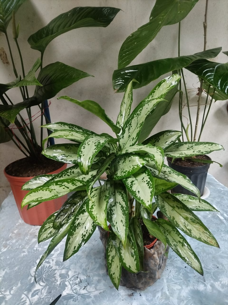 Aglaonema (Chinese Evergreen)