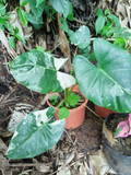 Alocasia Variegada – Hojas Bicolor Verde y Blanco
