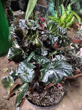 Begonia Rex – Hojas Decorativas Oscuras