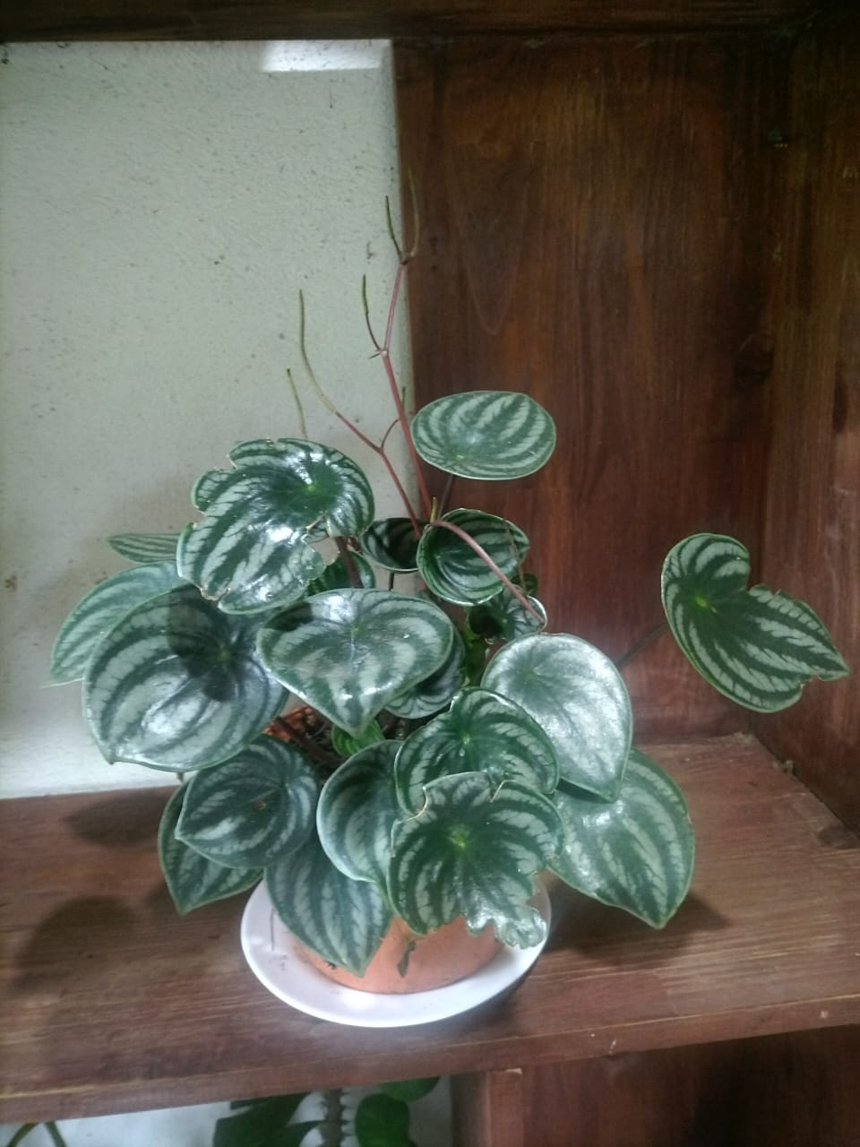 Peperomia Watermelon (Peperomia argyreia)