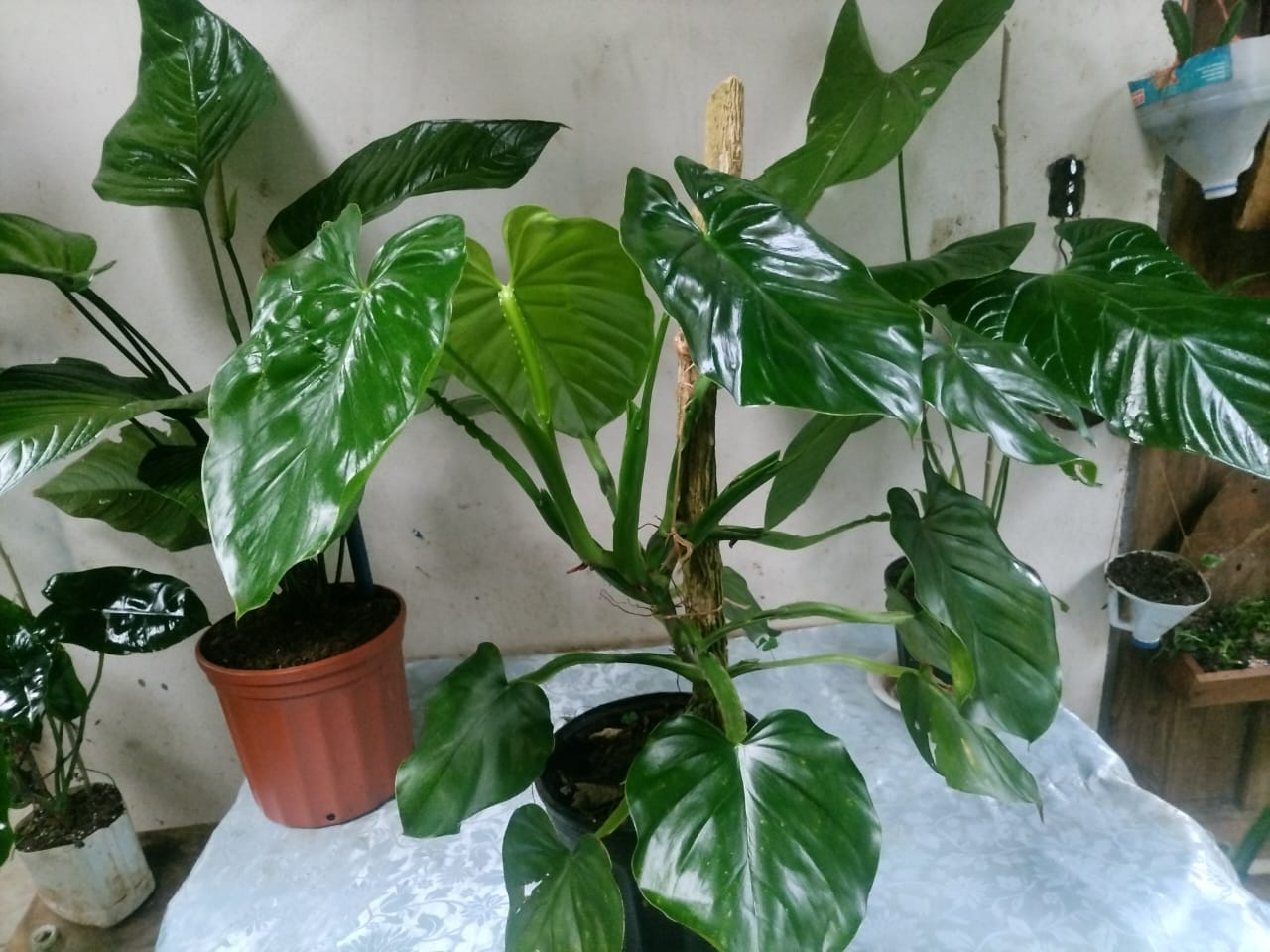 Philodendron Trepador con Tutor de Musgo