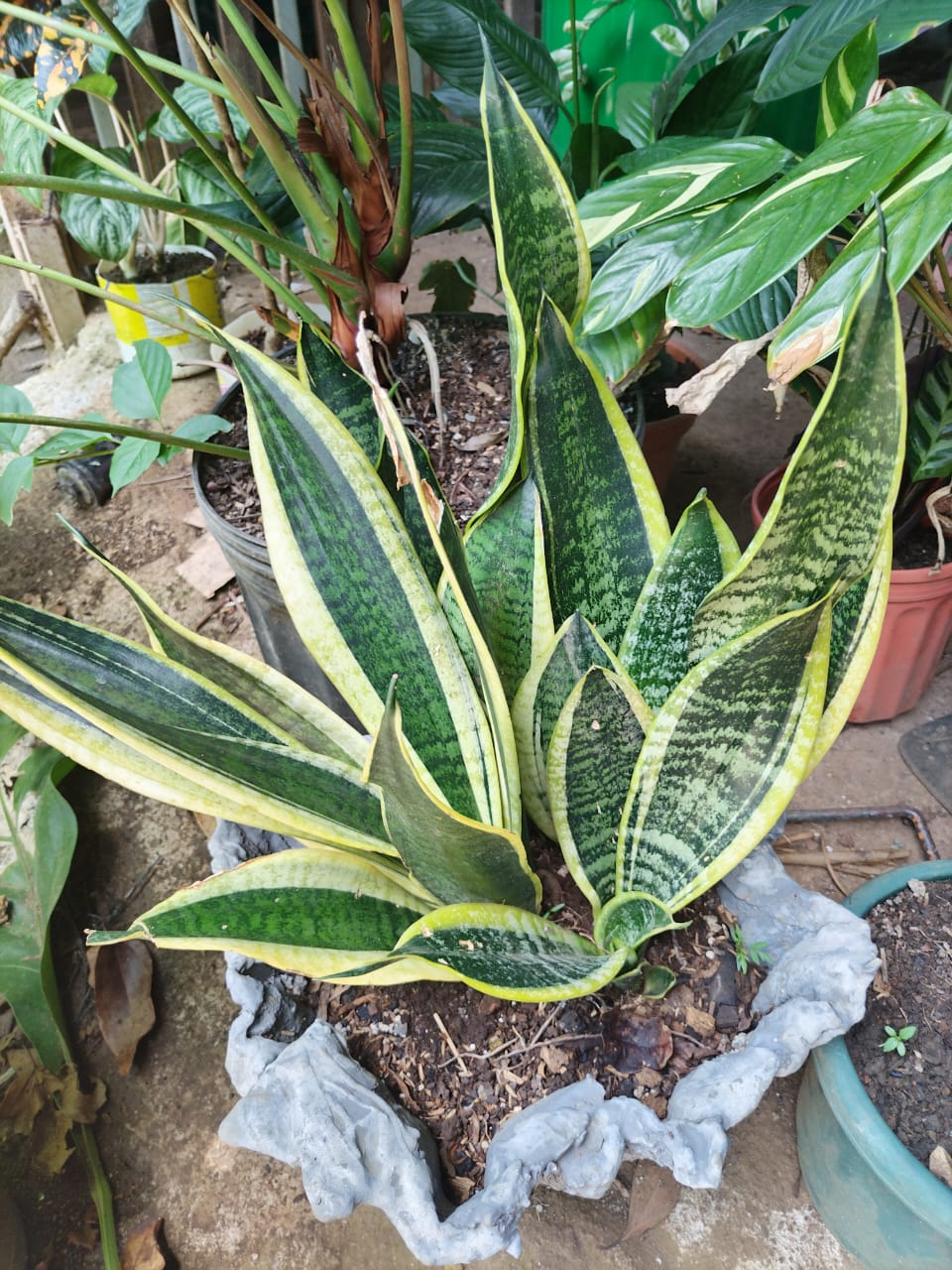 Sansevieria trifasciata (Lengua de Suegra)