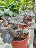 Begonia Rex – Hojas Decorativas Oscuras