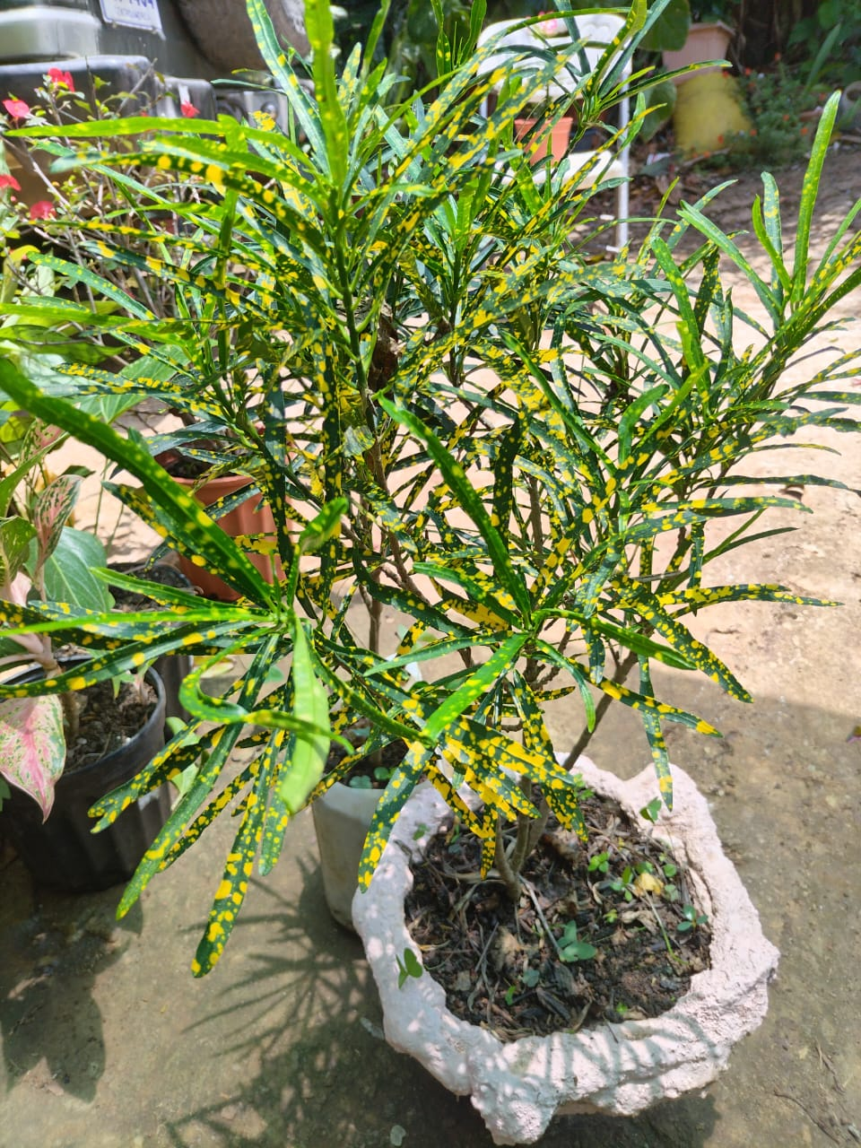 Croton Moteado (Codiaeum variegatum 'Punctatum Aureum')