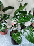 Anturio – Anthurium con Flor Rosa