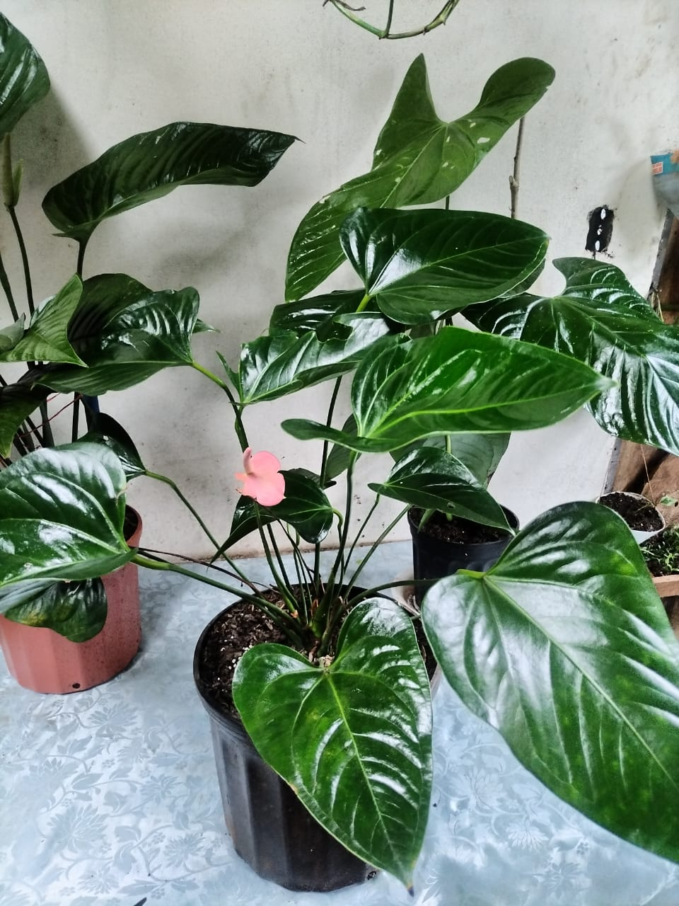 Anturio – Anthurium con Flor Rosa