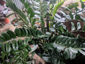 Zamioculcas – Planta ZZ