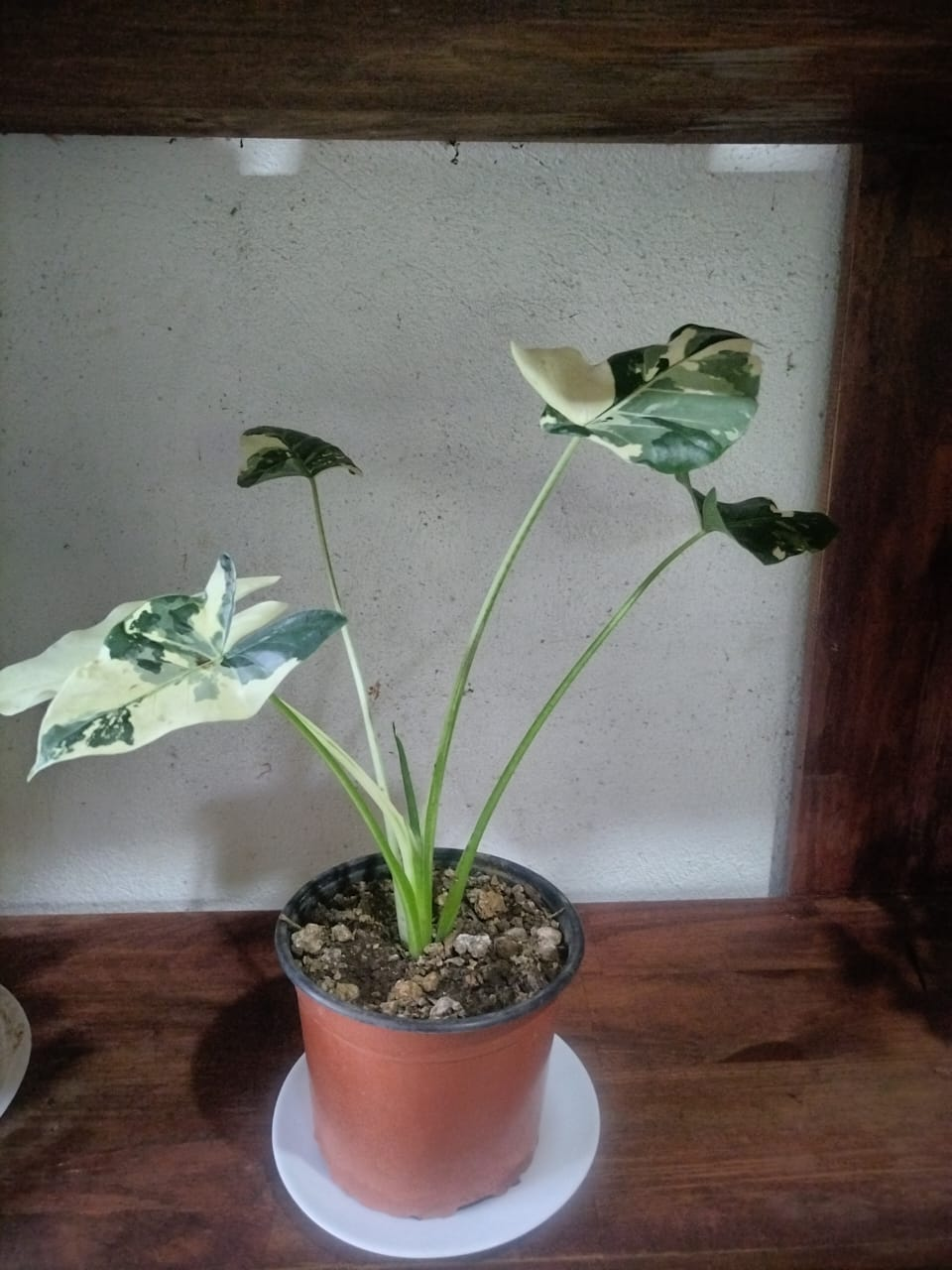 Alocasia Albo Variegata