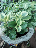 Peperomia Variegada (Peperomia obtusifolia)