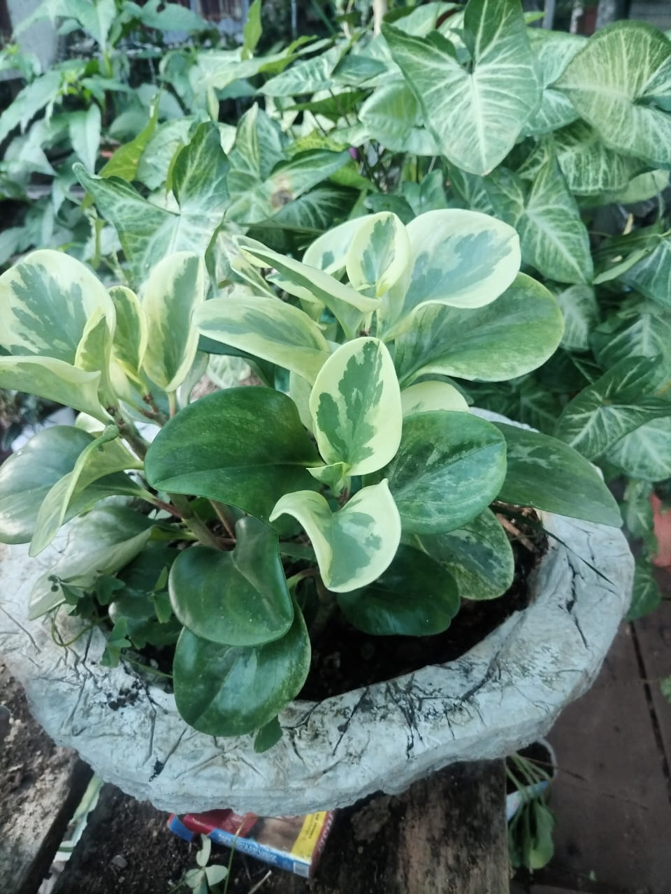 Peperomia Variegada (Peperomia obtusifolia)