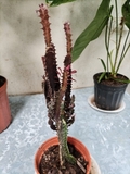 Euphorbia Trigona – Euforbia Africana Morada
